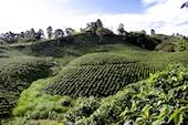 Plantation de caféiers en Colombie