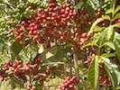 Cerises de café Sidamo d'Éthiopie