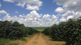 Brésil Fazenda Arema