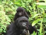 Gorilles des montagnes du Rwanda