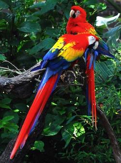 L'Ara Macao, l'oiseau national du Honduras