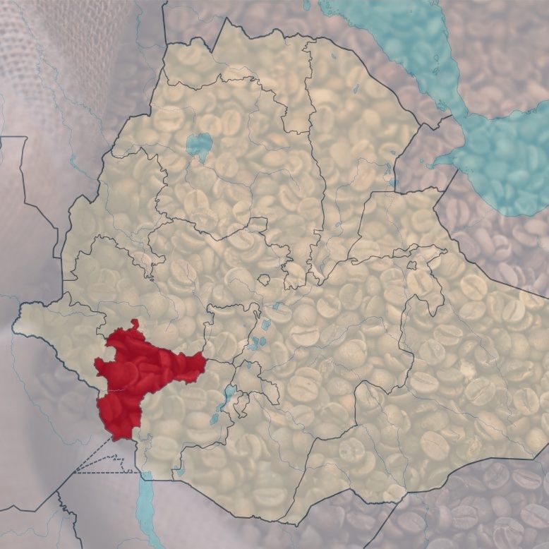 Moka d'Éthiopie de la région de Kaffa